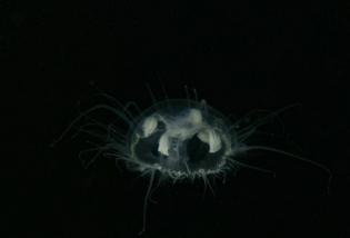 Burning fish - fresh water jelly fish